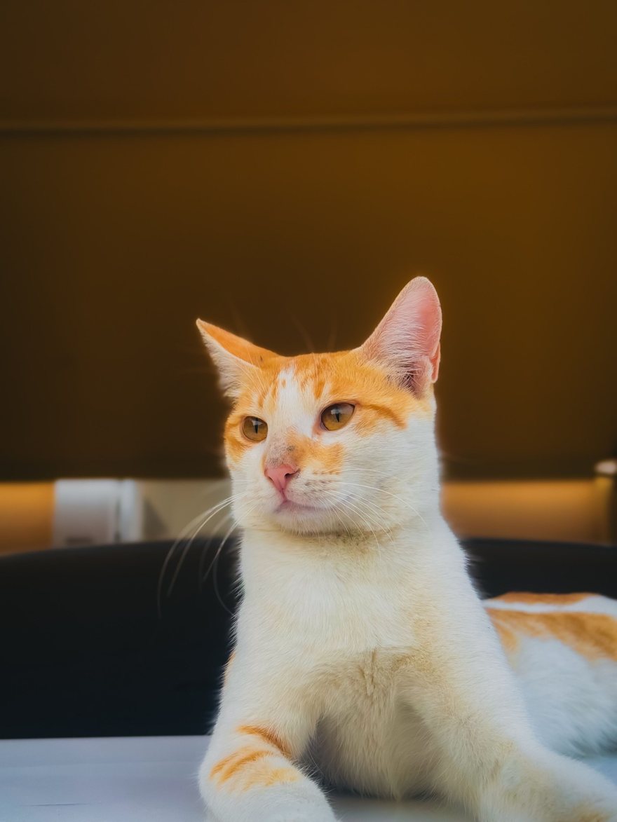 Original orange-and-white cat photo used for all four samples