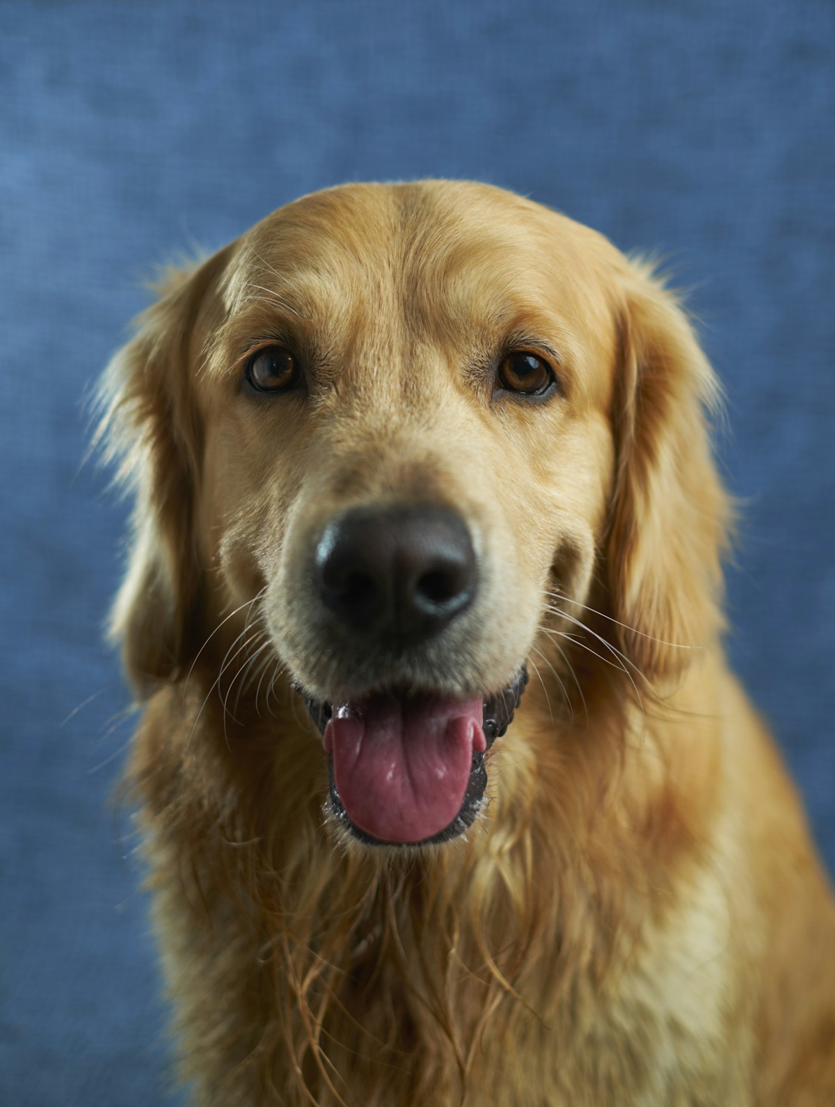 Original golden retriever reference photo